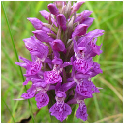 Northern Marsh-orchid, Dactylorhiza purpurella, Magairln corcra
