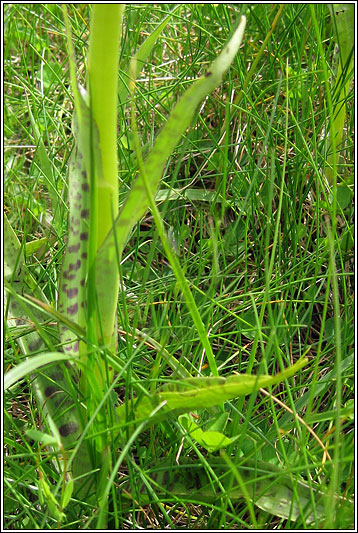 Dactylorhiza x venusta
