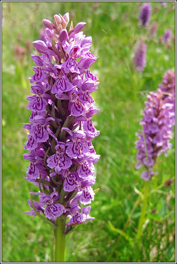 Dactylorhiza x venusta