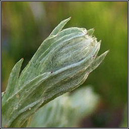 Common Cudweed, Filago germanica, Cithluibh