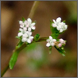 Narrow-fruited Cornsalad, Valerianella dentata, Ceathr uain chaol