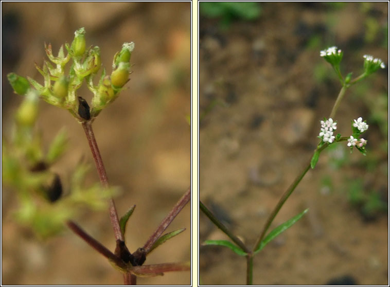 Narrow-fruited Cornsalad, Valerianella dentata, Ceathr uain chaol