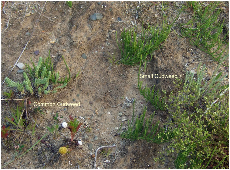 Small Cudweed, Filago minima