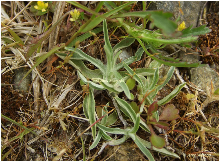 Heath / Wood Cudweed, Gnaphalium sylvaticum