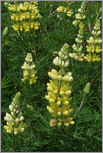 irish wildflowers tree lupin lupinus arboreus tree photos