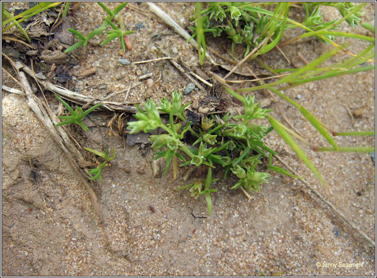 Annual Knawel, Scleranthus annuus