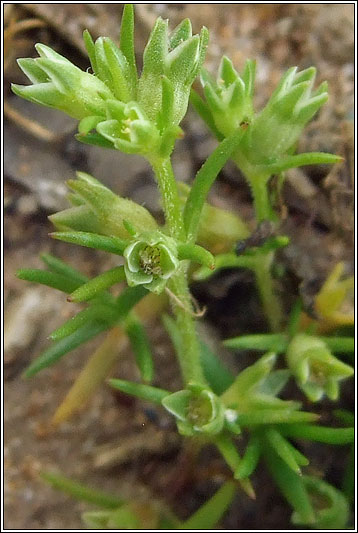 Annual Knawel, Scleranthus annuus