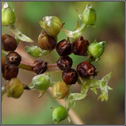 Broad-fruited Cornsalad, Valerianella rimosa, Ceathr uain leathan