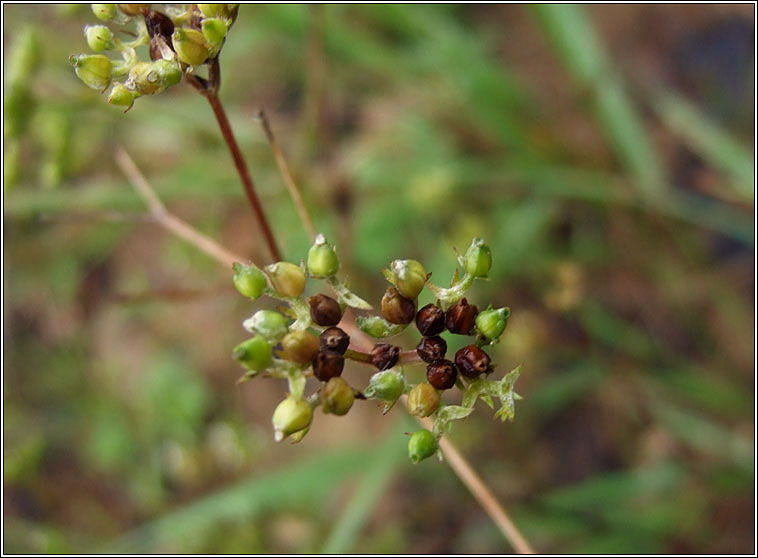Broad-fruited Cornsalad, Valerianella rimosa, Ceathr uain leathan