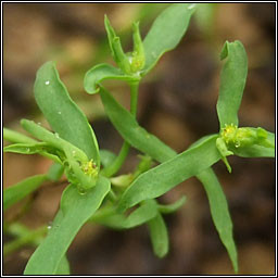 Dwarf Spurge, Euphorbia exigua, Spuirse bhocht