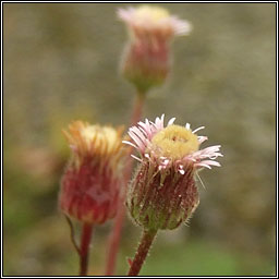 Blue Fleabane, Erigeron acris, Lus gorm na ndreancaid