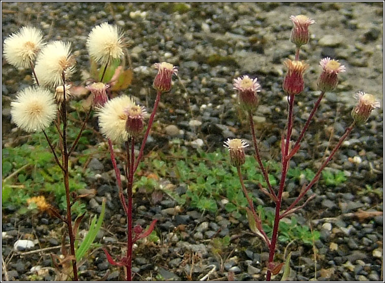 Blue Fleabane, Erigeron acris, Lus gorm na ndreancaid