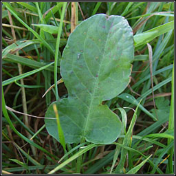 Fiddle Dock, Rumex pulcher, Copg chumtha