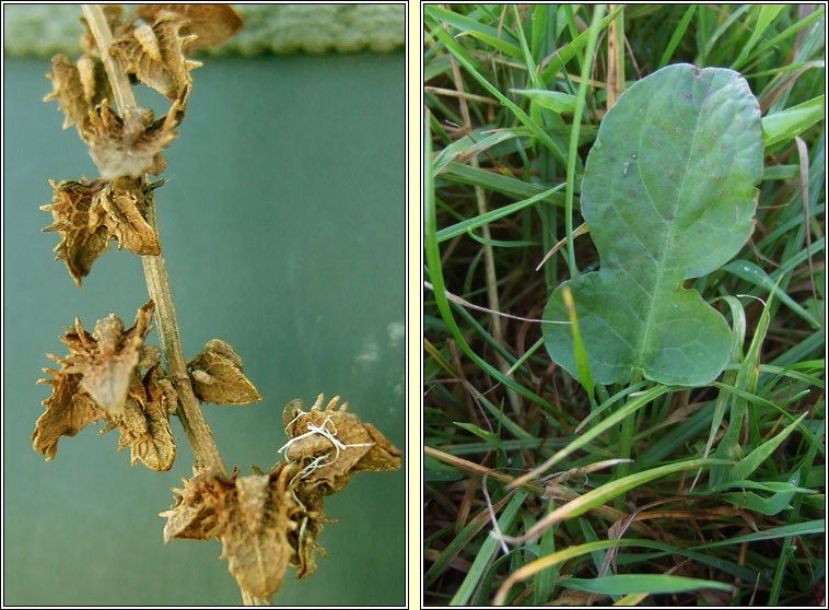 Fiddle Dock, Rumex pulcher, Copg chumtha