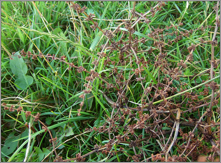 Fiddle Dock, Rumex pulcher, Copg chumtha