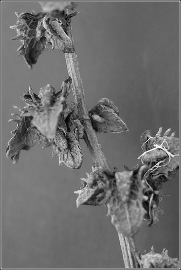 Fiddle Dock, Rumex pulcher