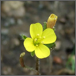 Annual Wall-rocket, Diplotaxis muralis, Ruachn bu