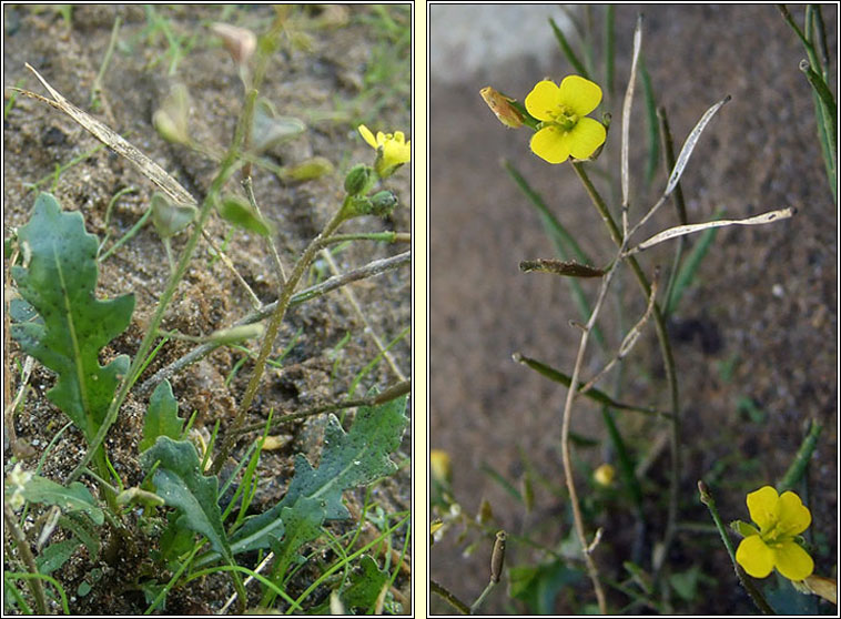 Annual Wall-rocket, Diplotaxis muralis, Ruachn bu