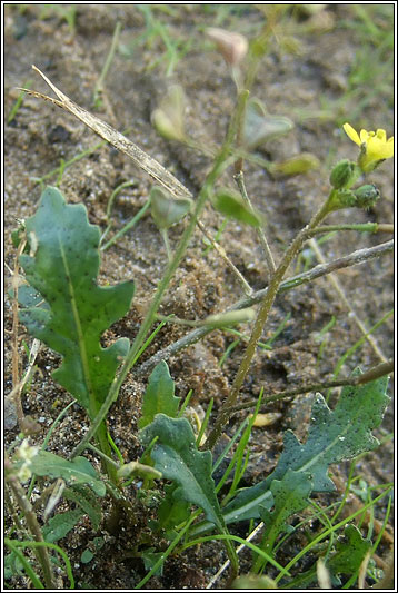 Annual Wall-rocket, Diplotaxis muralis