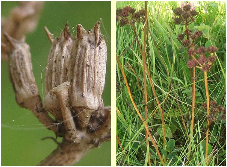 Corky-fruited Water-dropwort, Oenanthe pimpinelloides, Dathabha ainse