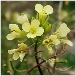 Hairy Rocket, Erucastrum gallicum