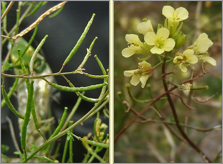 Hairy Rocket, Erucastrum gallicum