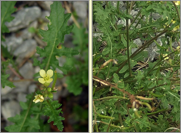 Hairy Rocket, Erucastrum gallicum