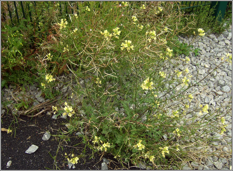Hairy Rocket, Erucastrum gallicum
