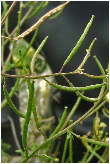 Hairy Rocket, Erucastrum gallicum