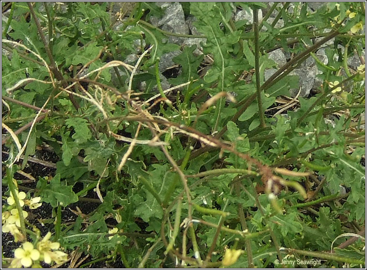 Hairy Rocket, Erucastrum gallicum