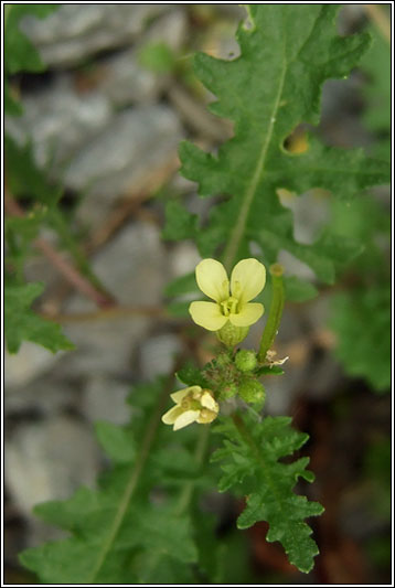 Hairy Rocket, Erucastrum gallicum