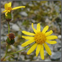 Narrow-leaved Ragwort, Senecio inaequidens