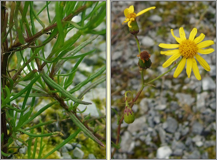 Narrow-leaved Ragwort, Senecio inaequidens