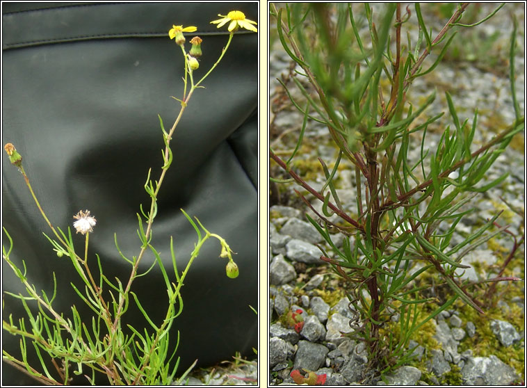 Narrow-leaved Ragwort, Senecio inaequidens