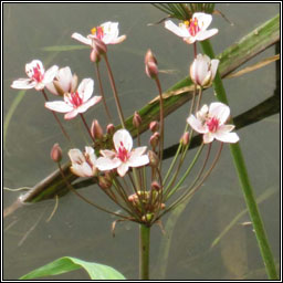 Flowering-rush, Butomus umbellatus, Luachair dhearg