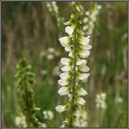 White Melilot, Melilotus albus, Cribn cait bn