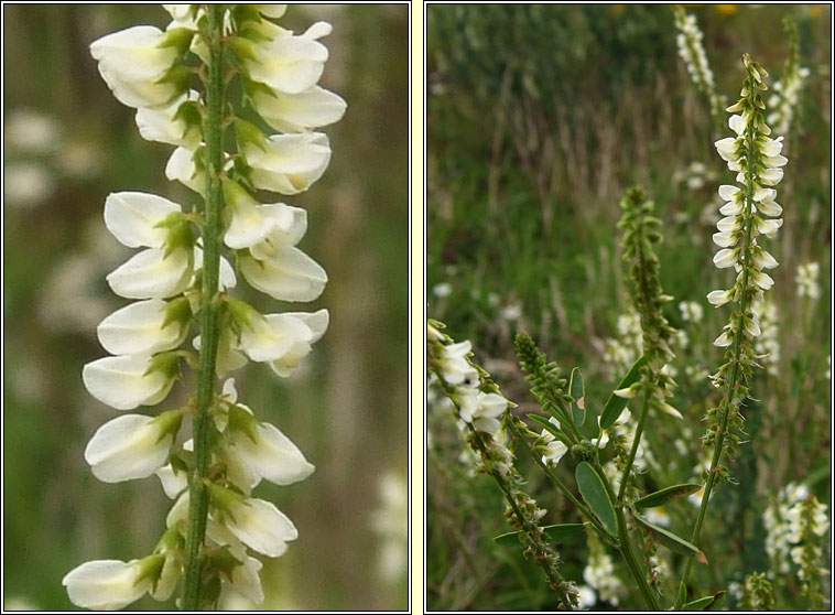 White Melilot, Melilotus albus, Cribn cait bn