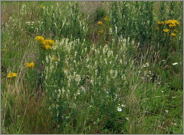 White Melilot, Melilotus albus, Cribn cait bn