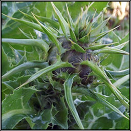 Milk Thistle, Silybum marianum, Feochadn Muire