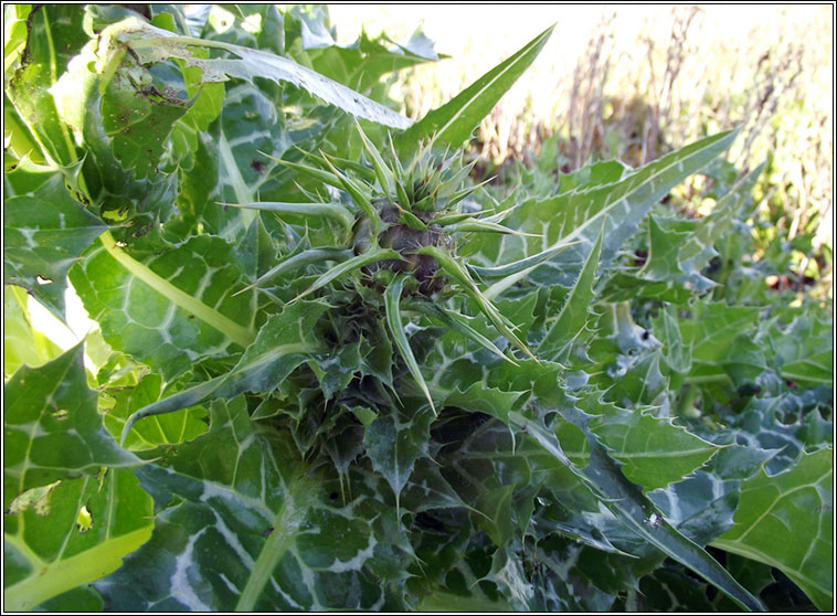 Milk Thistle, Silybum marianum, Feochadn Muire