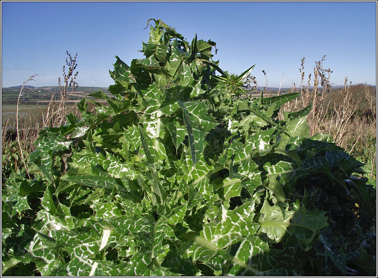 Milk Thistle, Silybum marianum