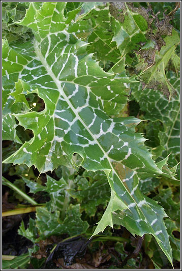 Milk Thistle, Silybum marianum