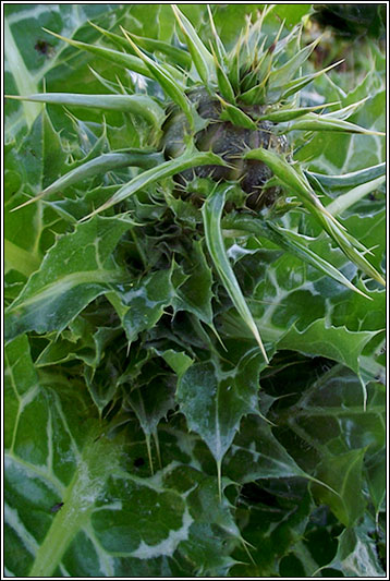 Milk Thistle, Silybum marianum