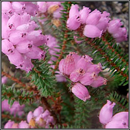 Mackay's Heath, Erica mackaiana, Fraoch mhic aoidh