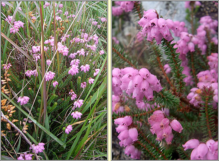 Mackay's Heath, Erica mackaiana, Fraoch mhic aoidh