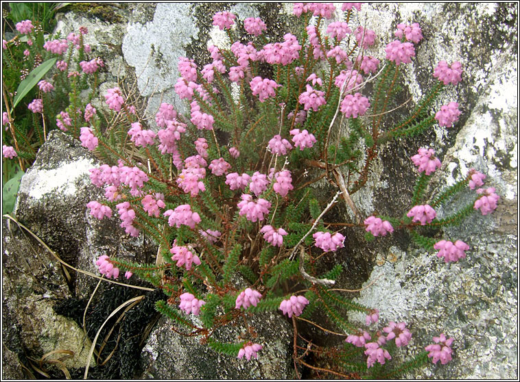 Mackay's Heath, Erica mackaiana, Fraoch mhic aoidh