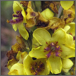 Dark Mullein, Verbascum nigrum