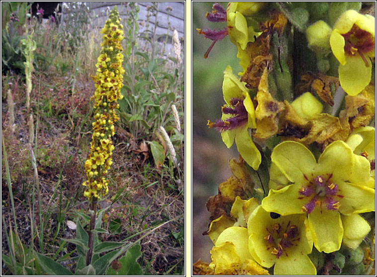 Dark Mullein, Verbascum nigrum