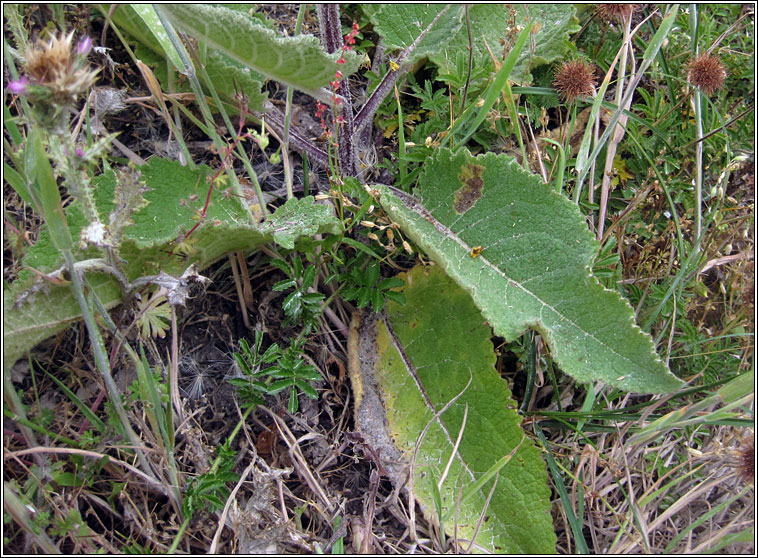 Dark Mullein, Verbascum nigrum