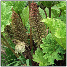 Brazilian Giant-rhubarb, Gunnera manicata, Gunnaire na mblth mr